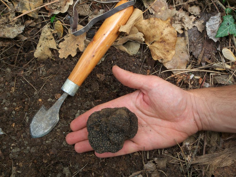 guinness world record largest truffle croatia
